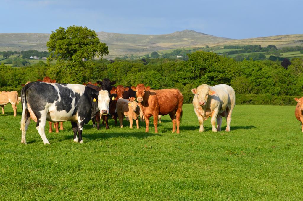 Heathergate Cottage Dartmoor Bnb Lydford Εξωτερικό φωτογραφία