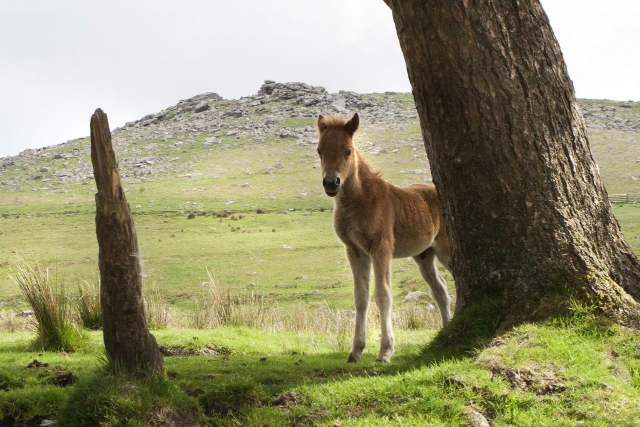 Heathergate Cottage Dartmoor Bnb Lydford Εξωτερικό φωτογραφία