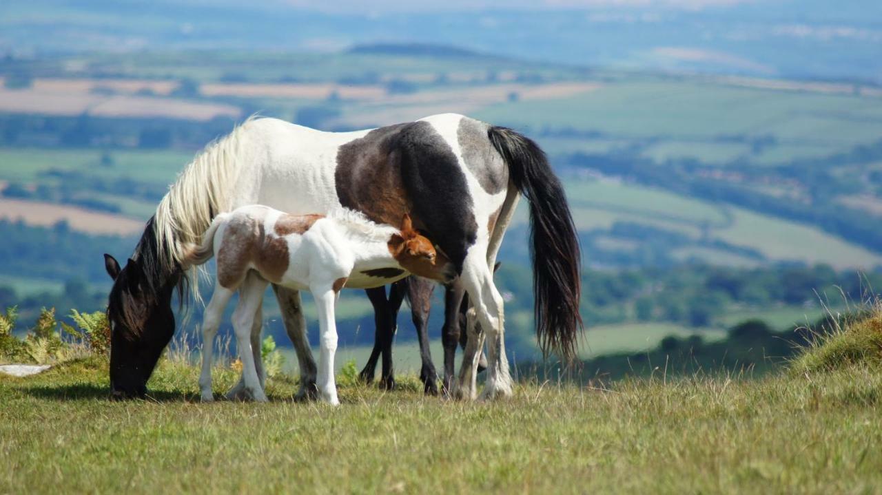 Heathergate Cottage Dartmoor Bnb Lydford Εξωτερικό φωτογραφία